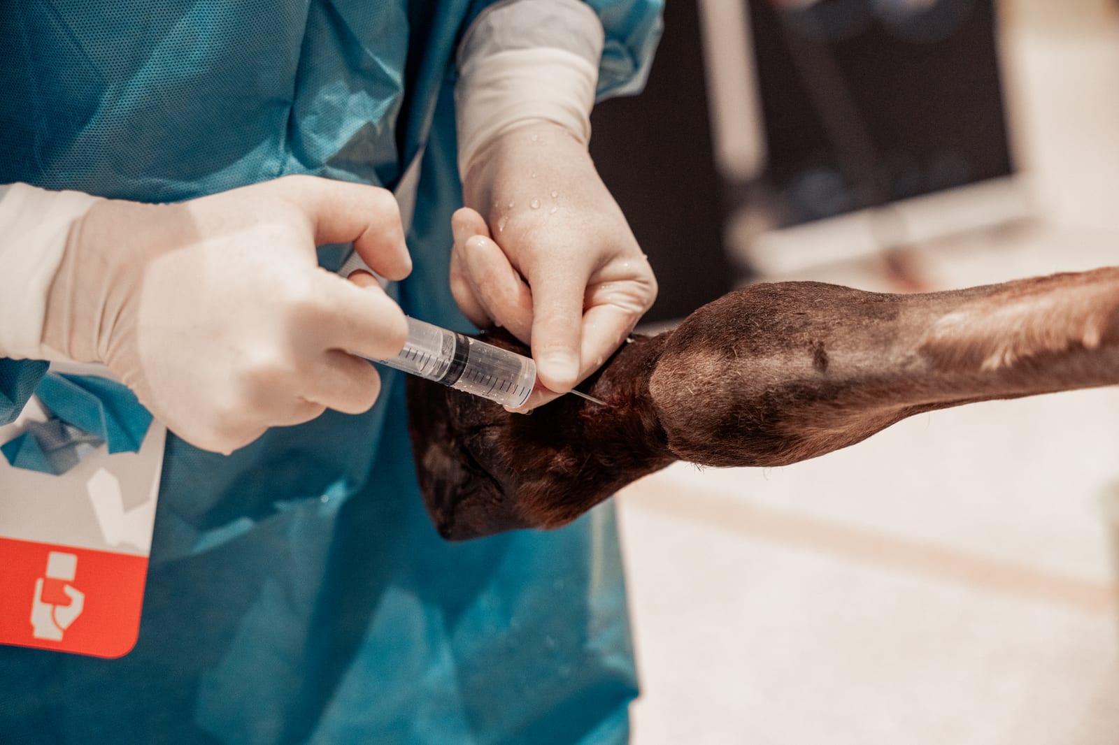 Handen in handschoenen geven een injectie in het been van een paard
